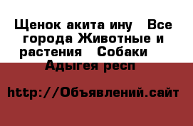 Щенок акита ину - Все города Животные и растения » Собаки   . Адыгея респ.